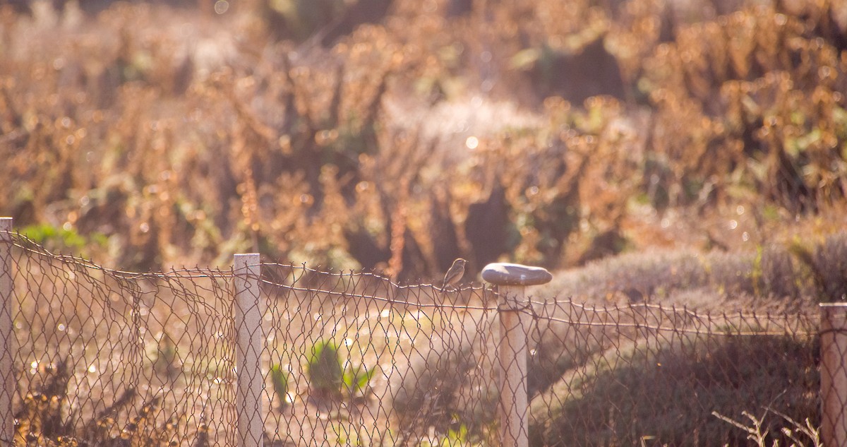European Stonechat - ML646354486