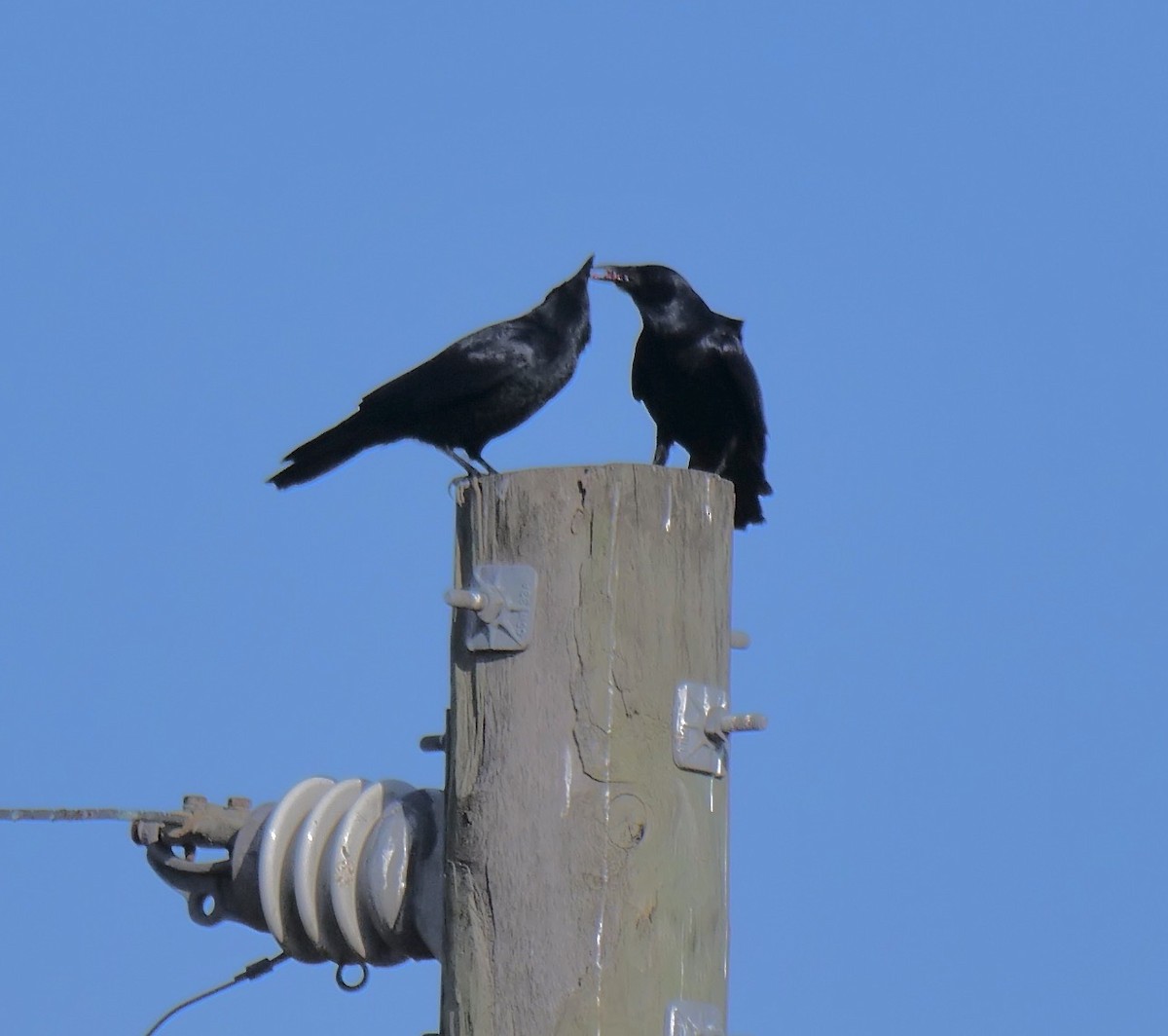 Fish Crow - ML646354487