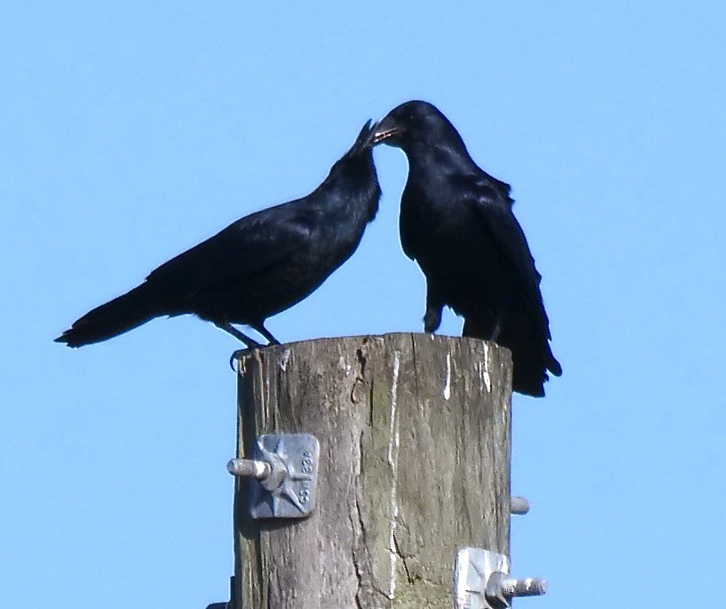 Fish Crow - ML646354488