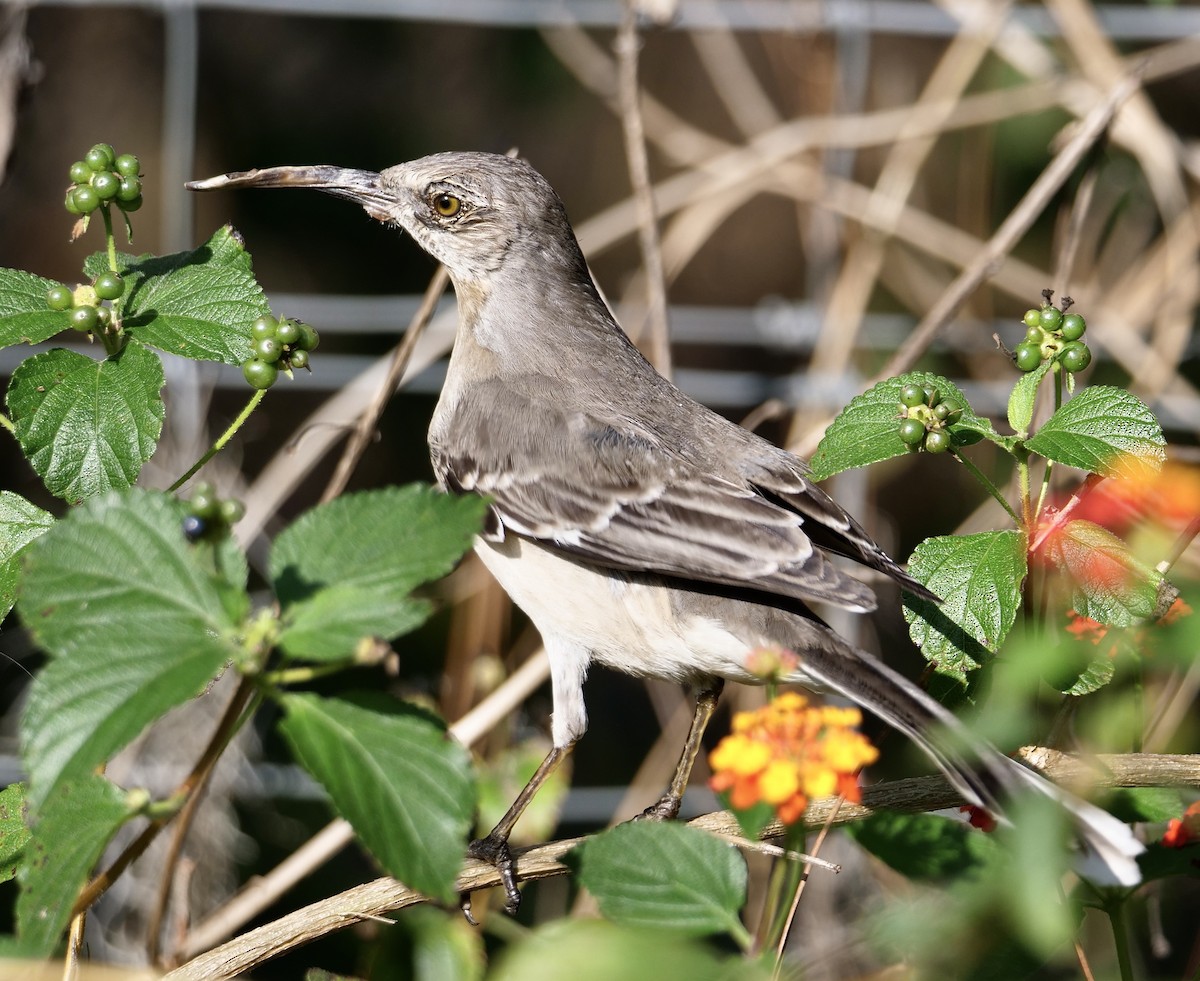 Пересмішник багатоголосий - ML646354493