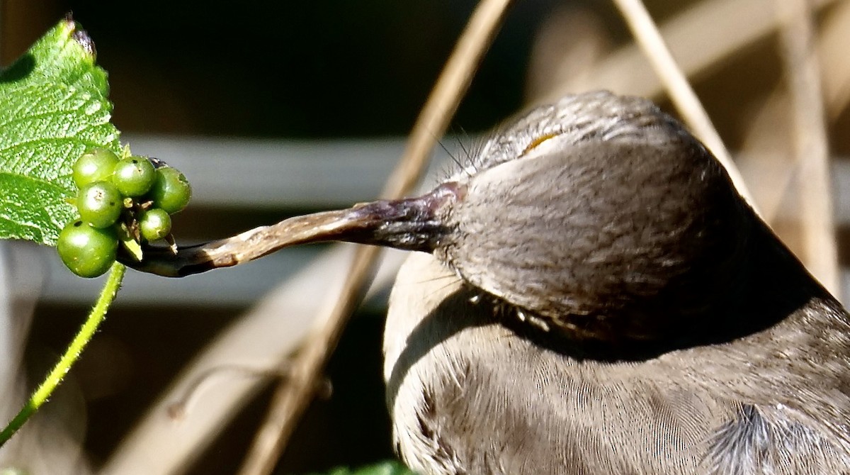 Пересмішник багатоголосий - ML646354497
