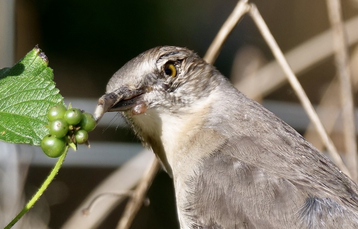 Пересмішник багатоголосий - ML646354498