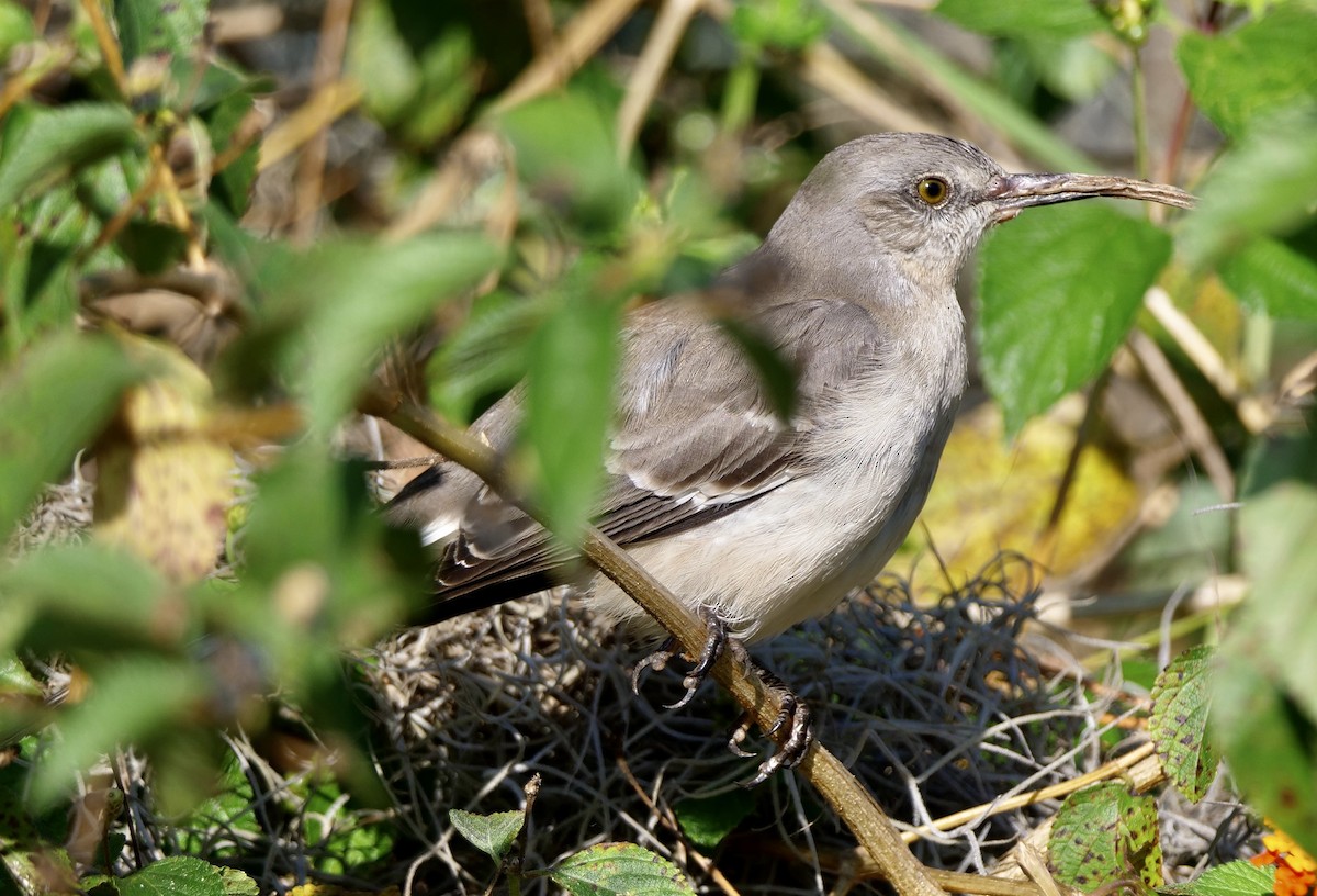 Пересмішник багатоголосий - ML646354499