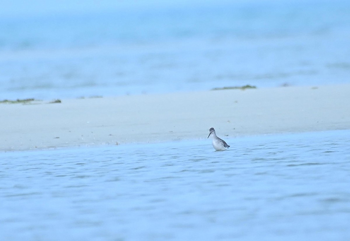 Albastrello - ML646354501