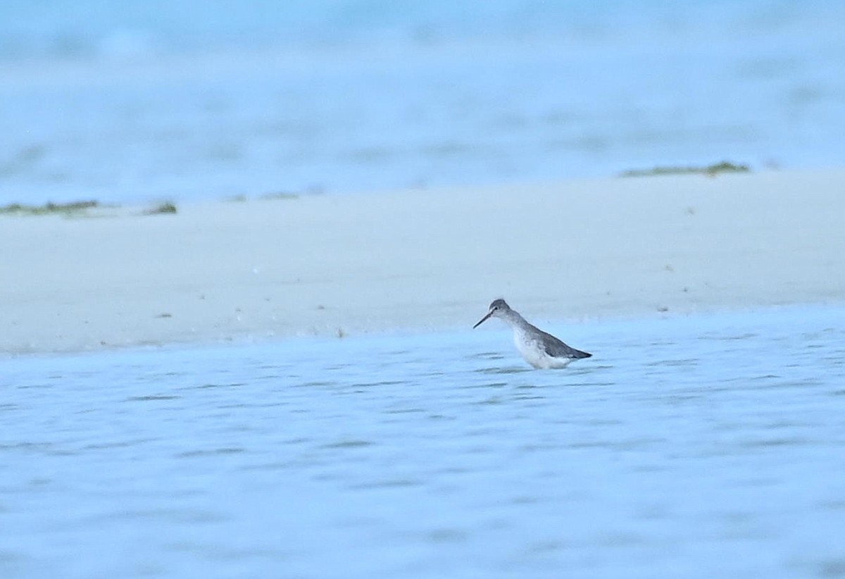 Albastrello - ML646354502