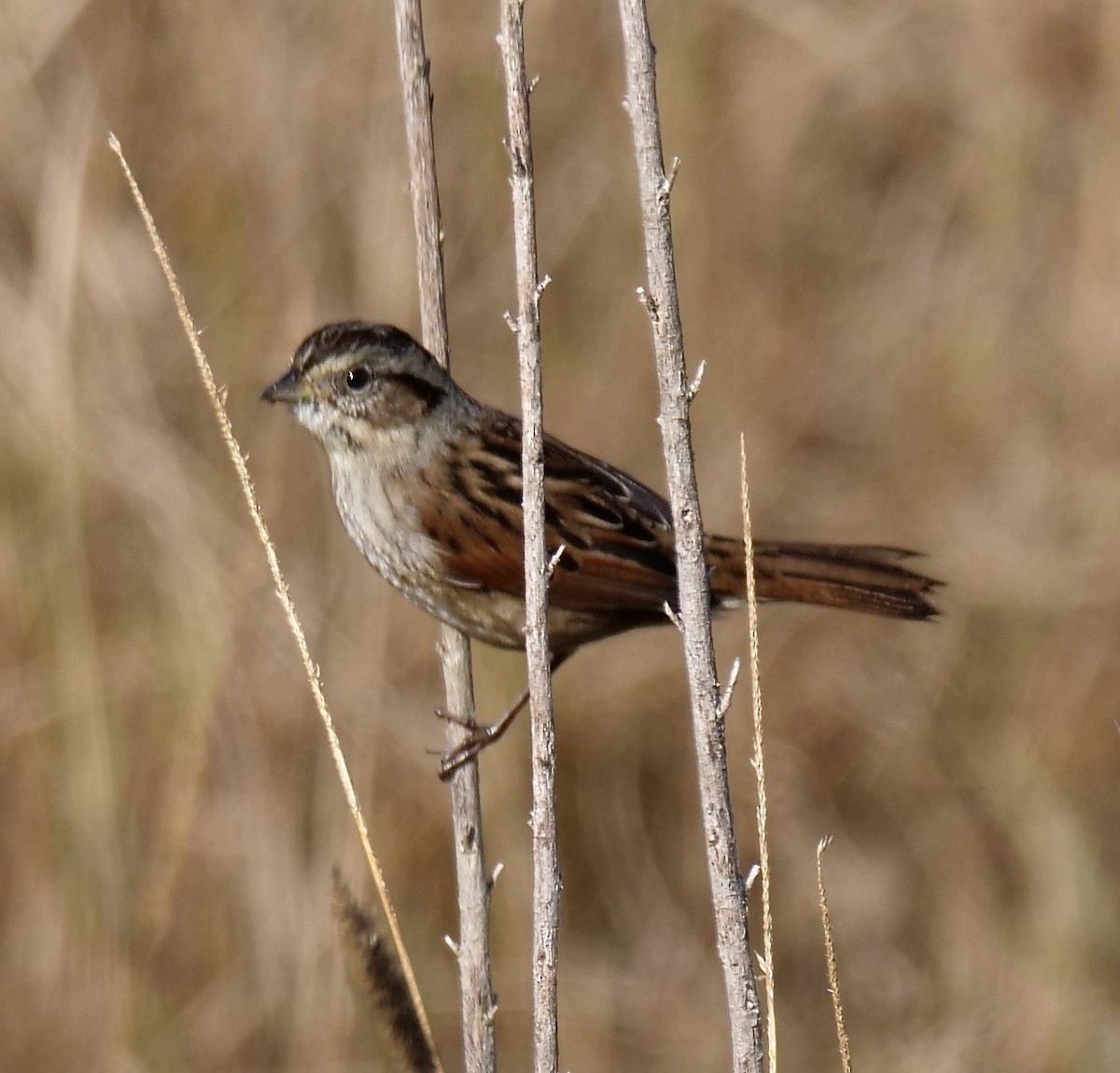 Swamp Sparrow - ML646354506