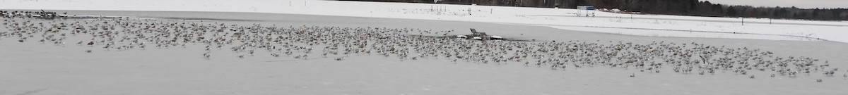 Möwe, unbestimmt - ML646354507