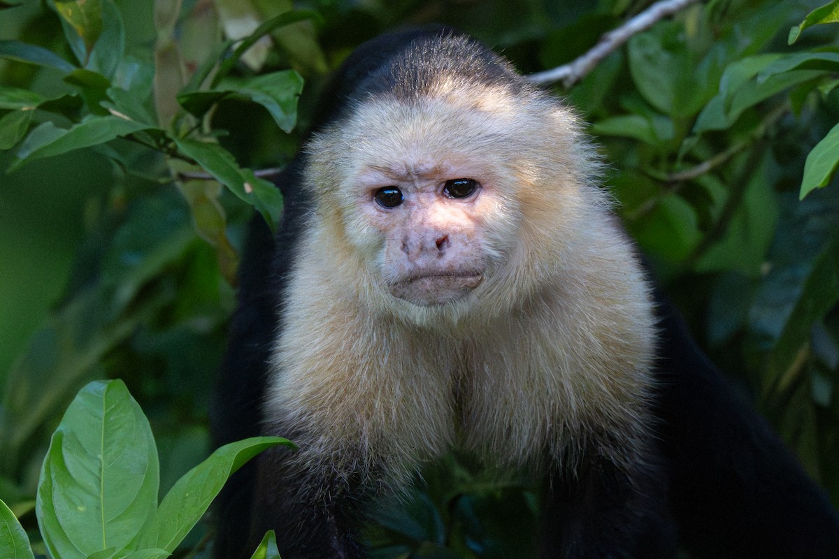 Animals - ML646354509