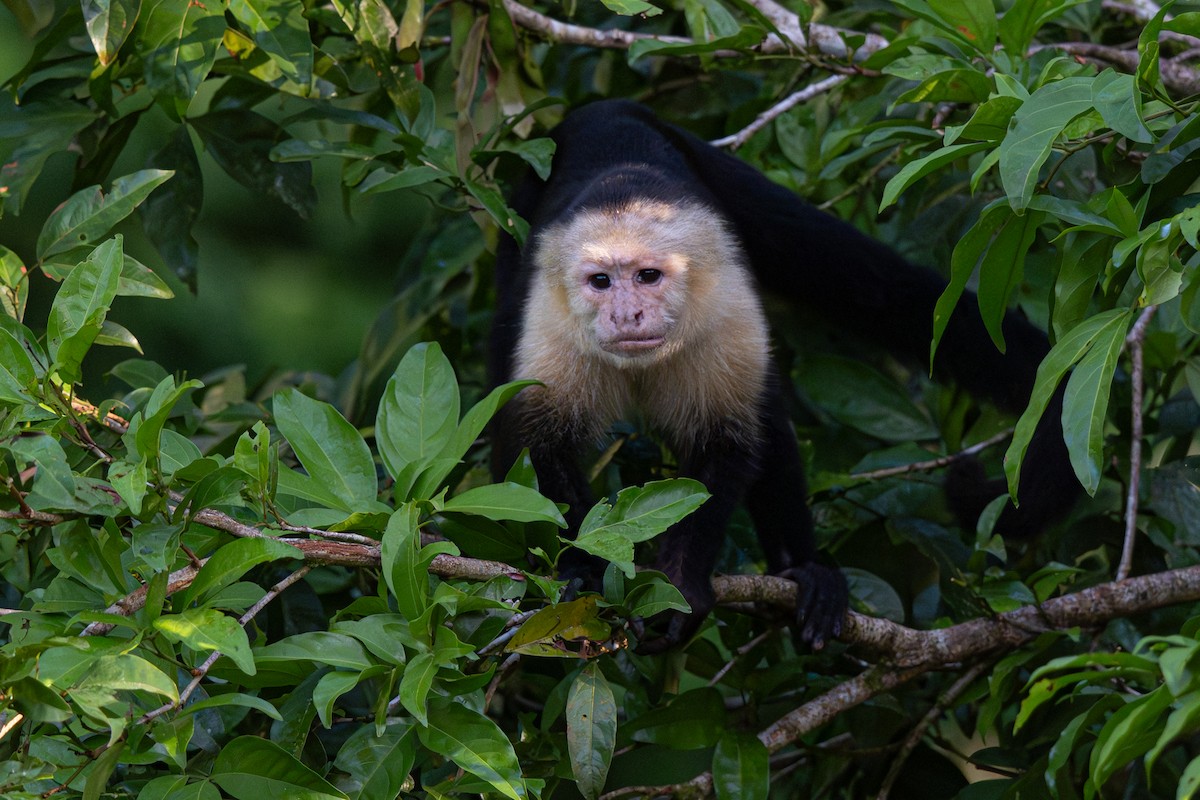 Animals - ML646354510