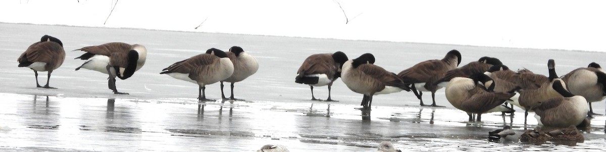 Kanadagans - ML646354513