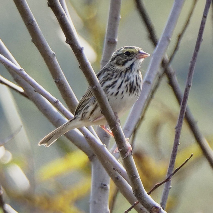 Savannah Sparrow - ML646354518