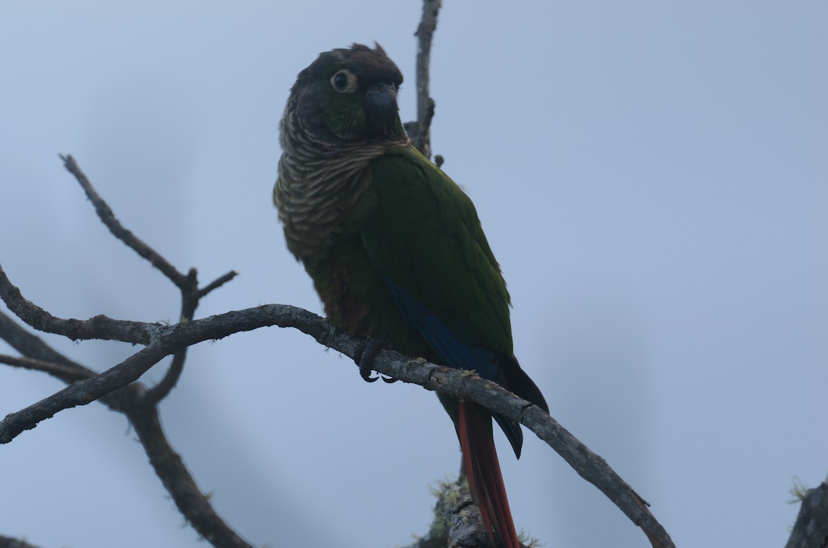 Green-cheeked Parakeet - ML646354519