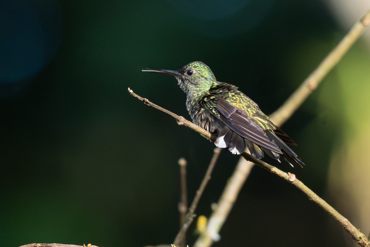 Scaly-breasted Hummingbird - ML646354520