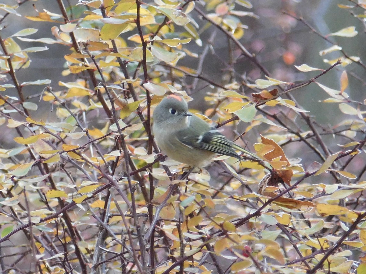 Ruby-crowned Kinglet - ML646354521