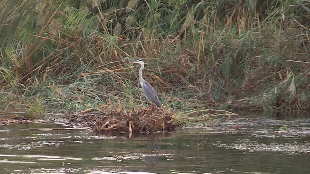 Gray Heron - ML646354522