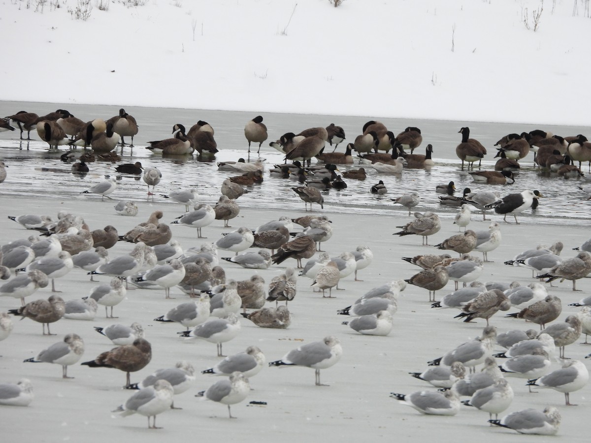 Möwe, unbestimmt - ML646354528