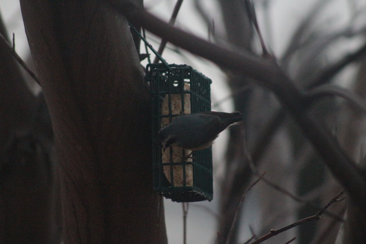 Red-breasted Nuthatch - ML646354535