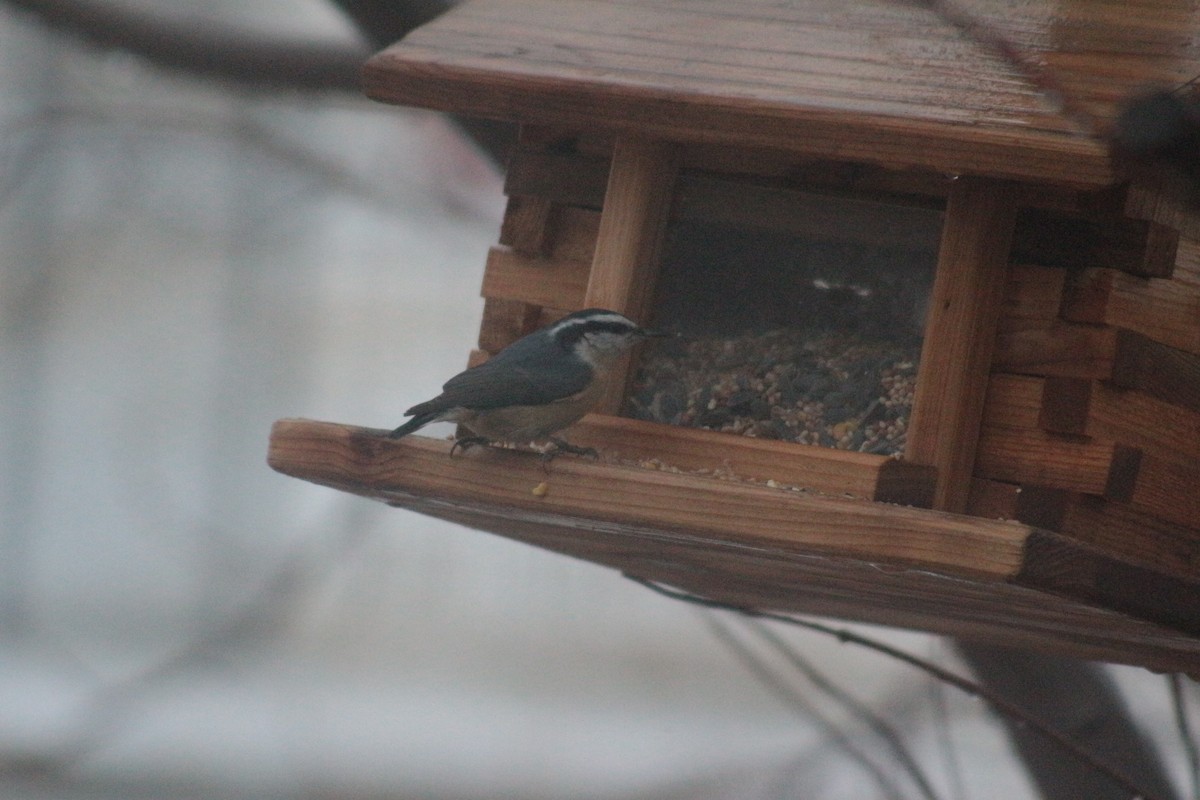 Red-breasted Nuthatch - ML646354536
