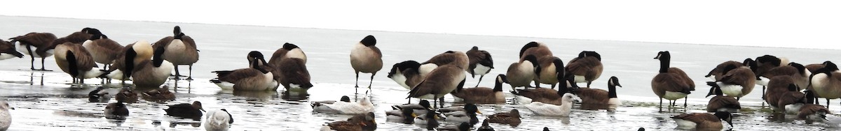 Kanadagans - ML646354540