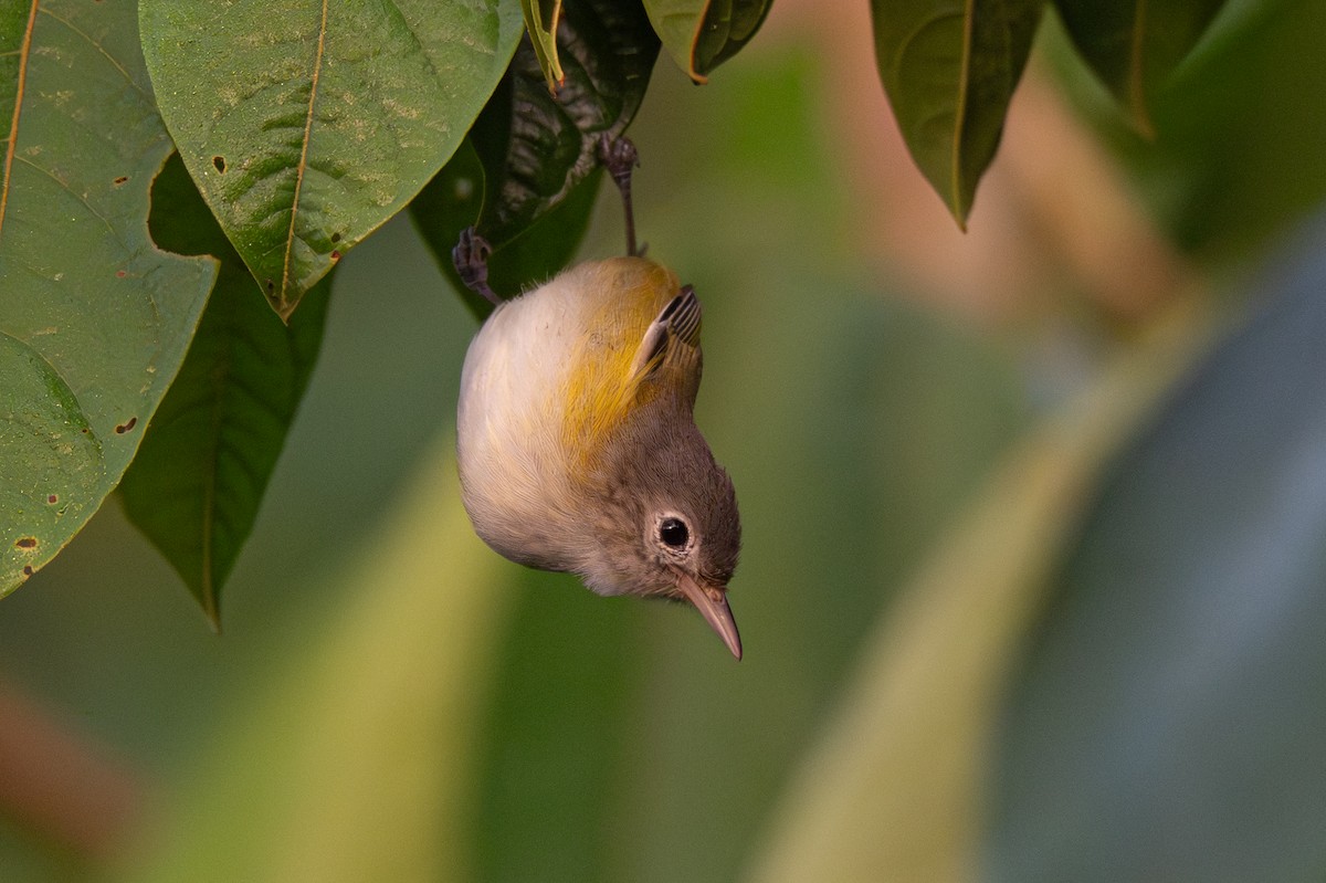 Lesser Greenlet - ML646354541