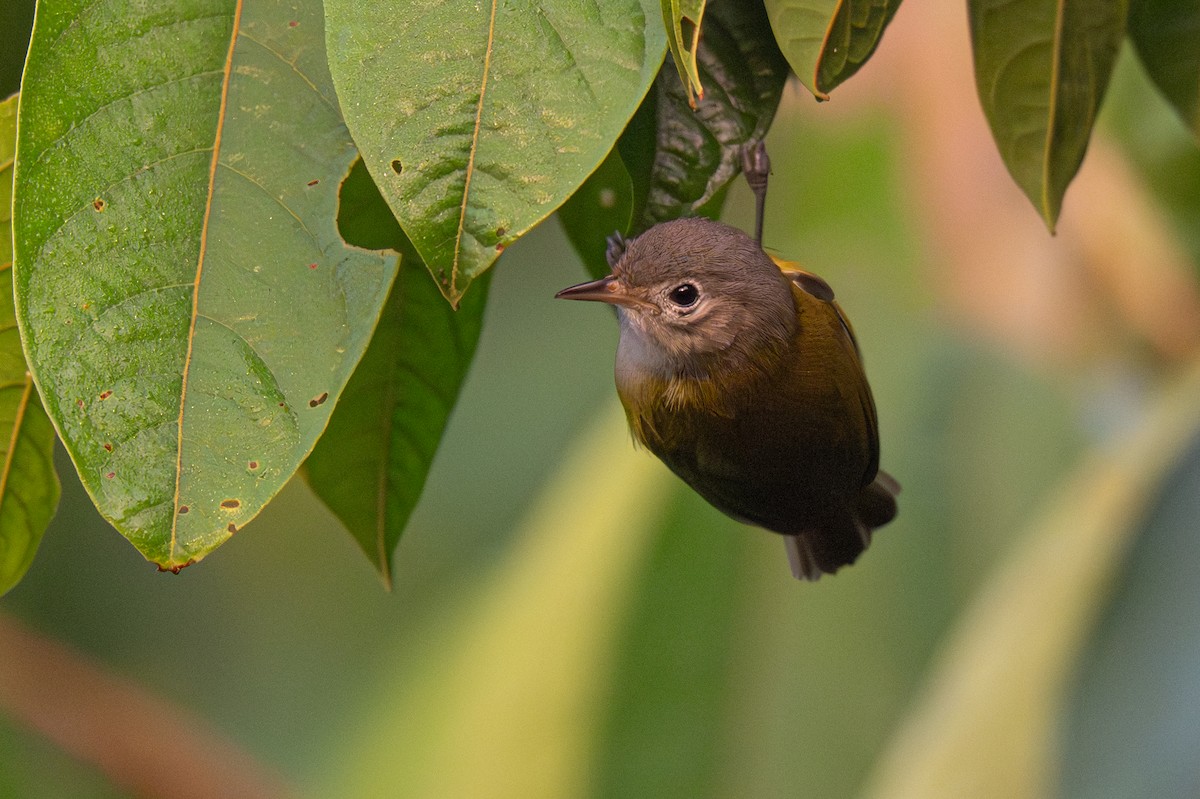 Lesser Greenlet - ML646354542