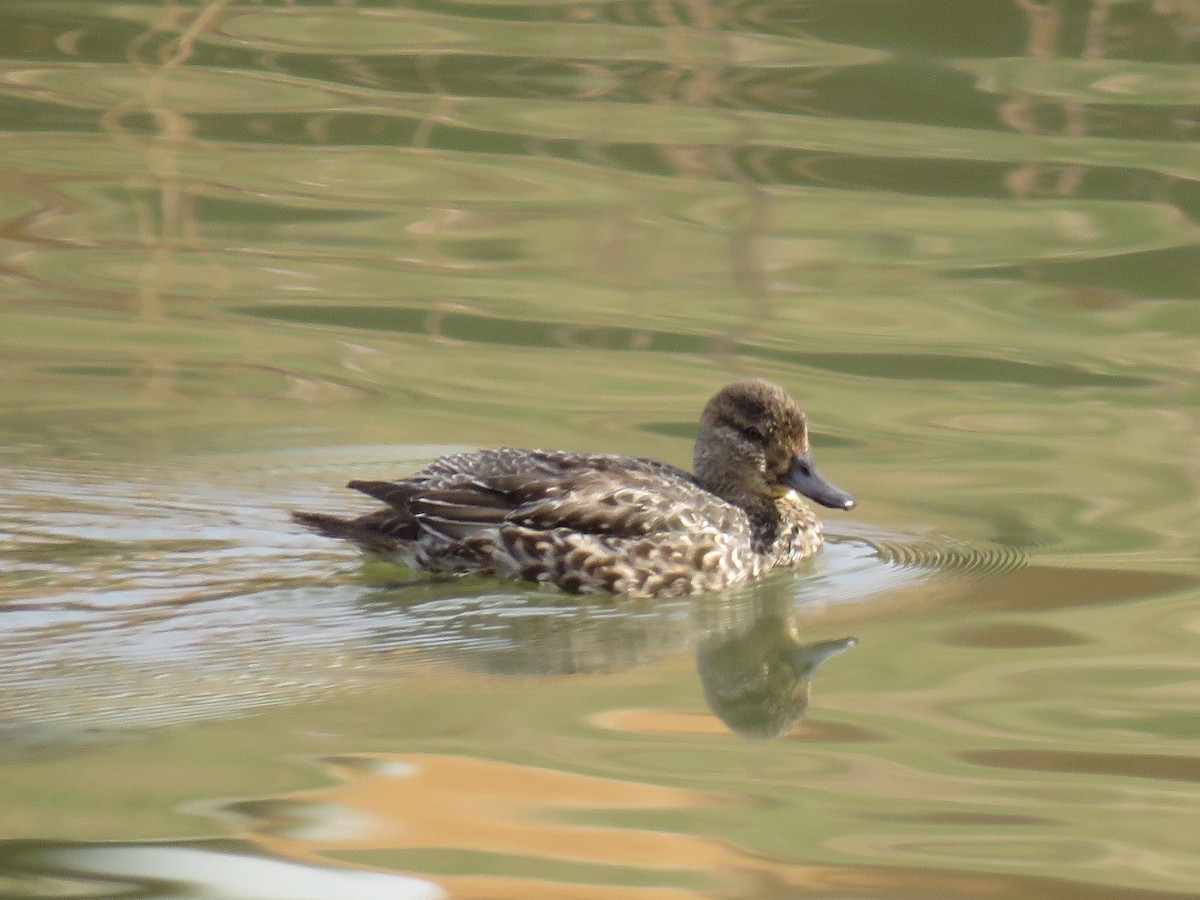 コガモ - ML646354543