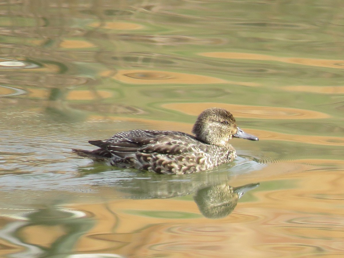 コガモ - ML646354544