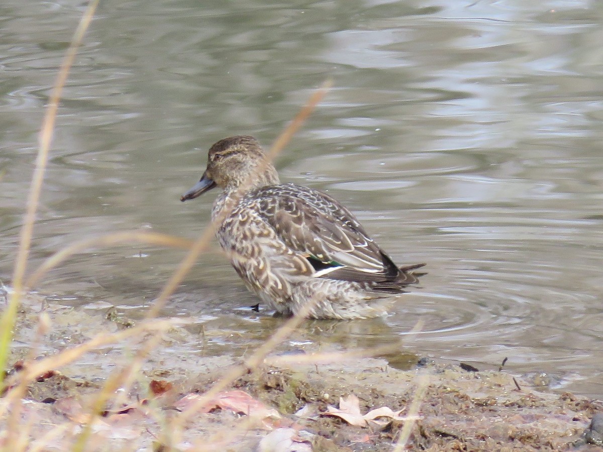 コガモ - ML646354545