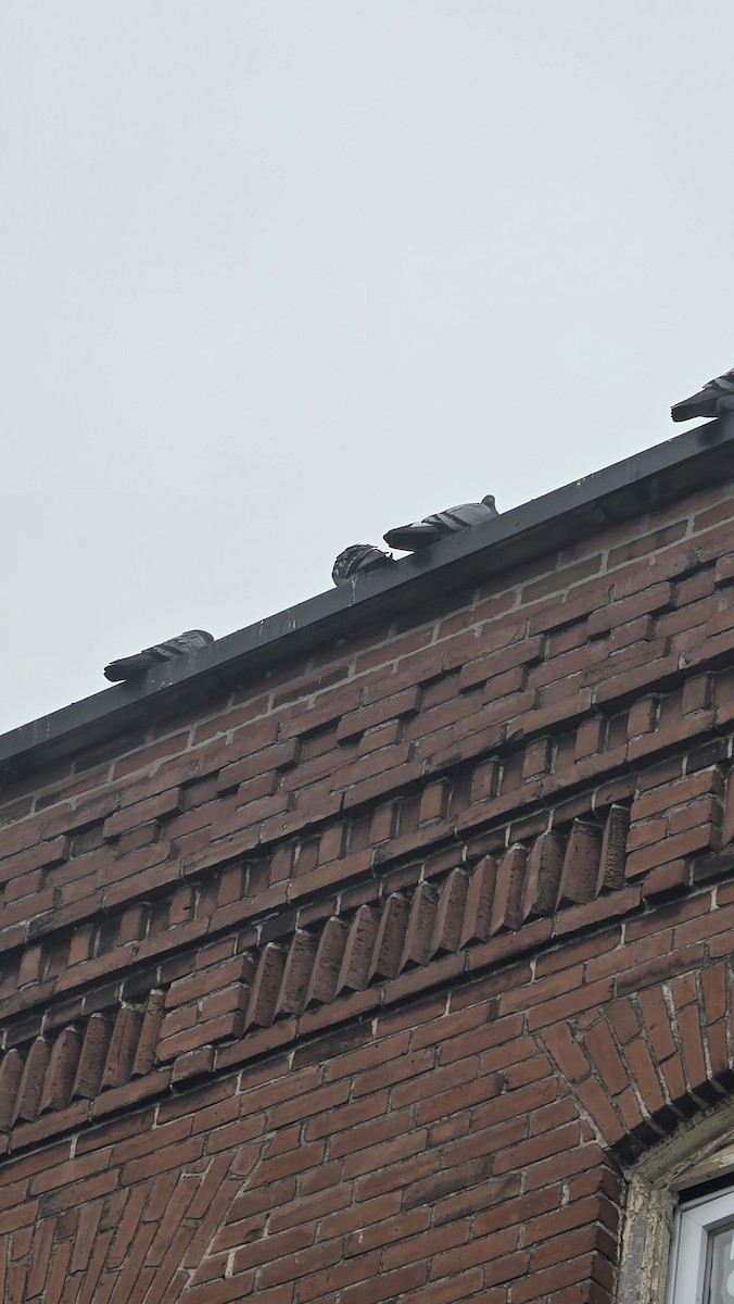 יונת בית - ML646354553