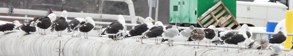 racek mořský - ML646354560