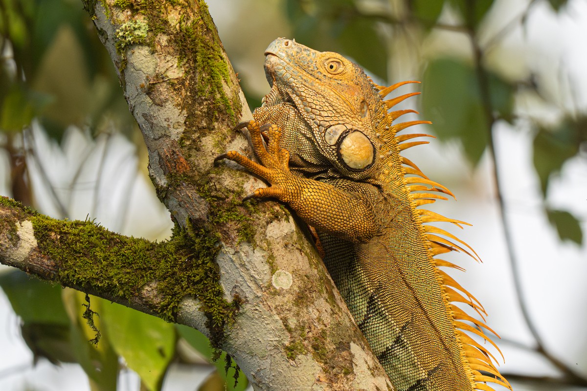 Animals - ML646354566