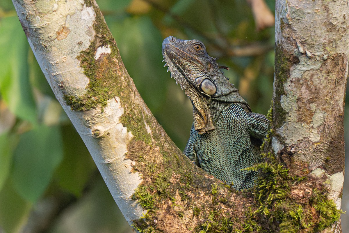 Animals - ML646354567