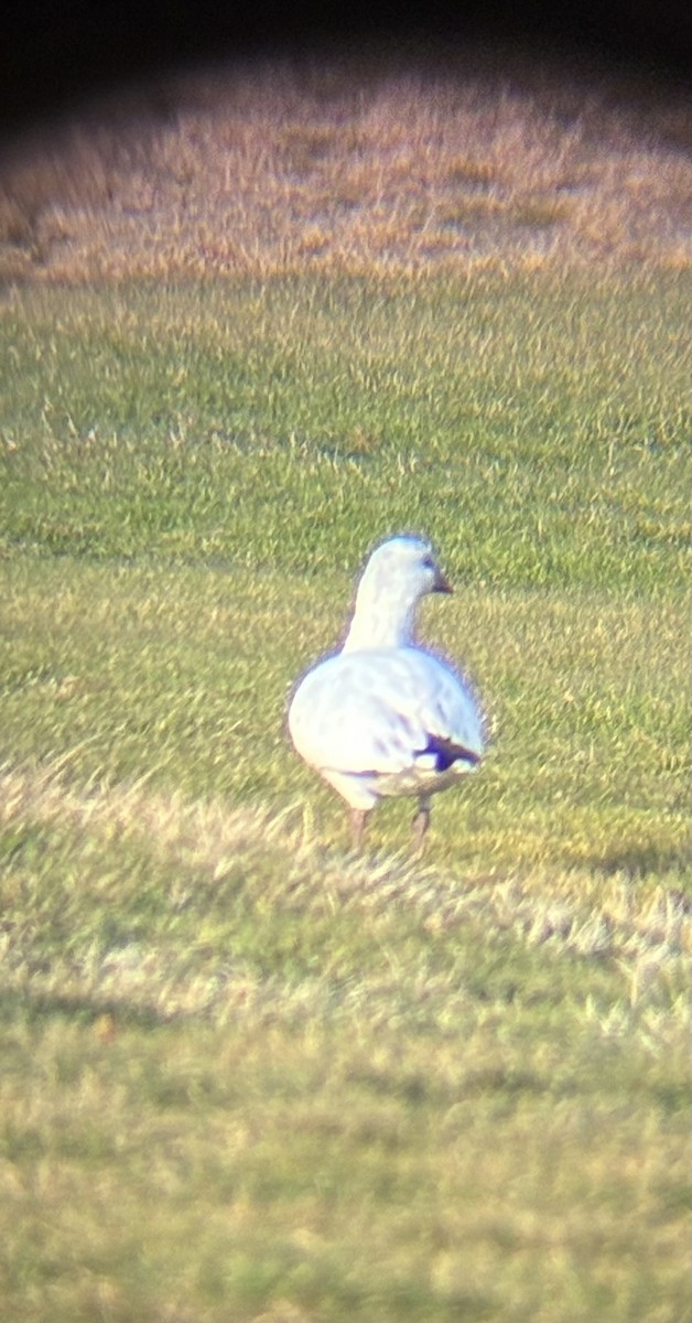 Ross's Goose - ML646354569