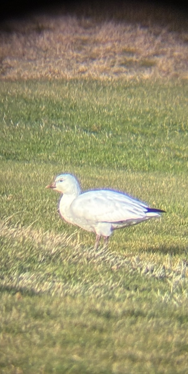 Ross's Goose - ML646354570