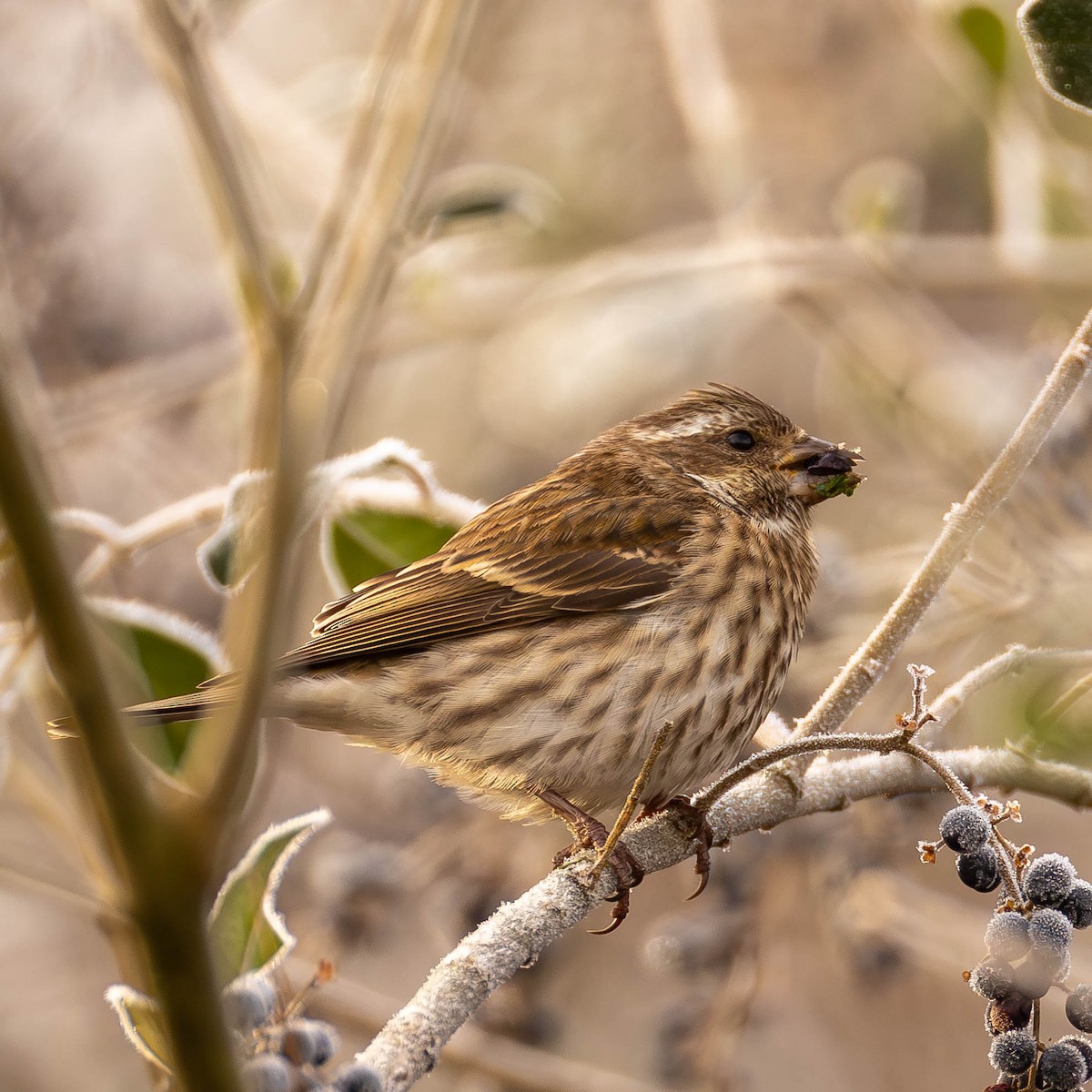 Purple Finch - ML646354571