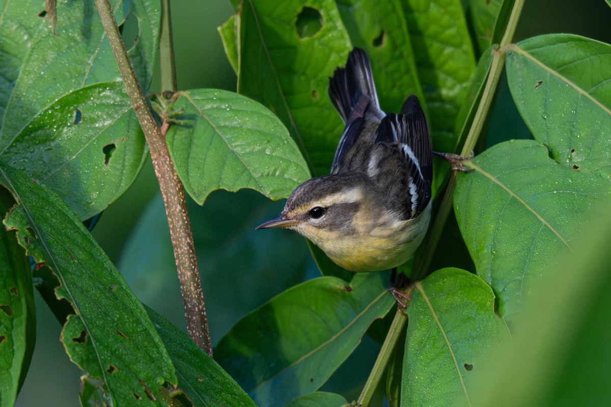 Blackburnian Warbler - ML646354575