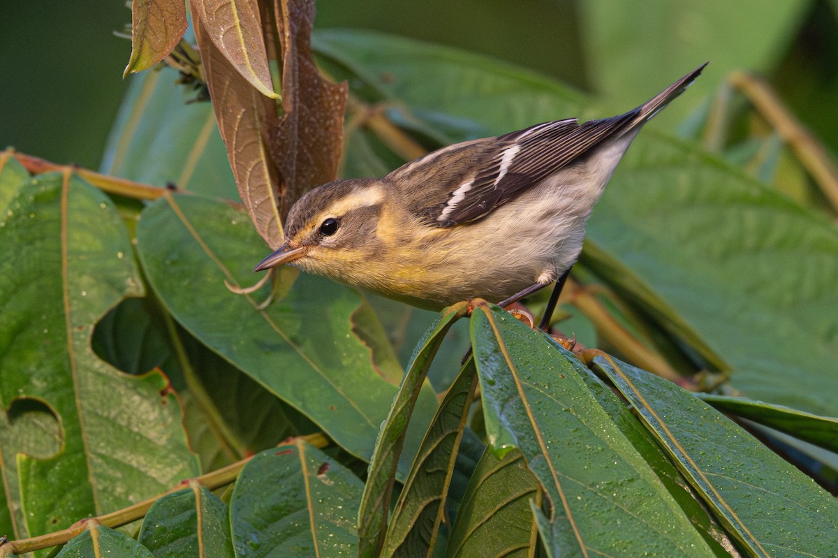 Blackburnian Warbler - ML646354576