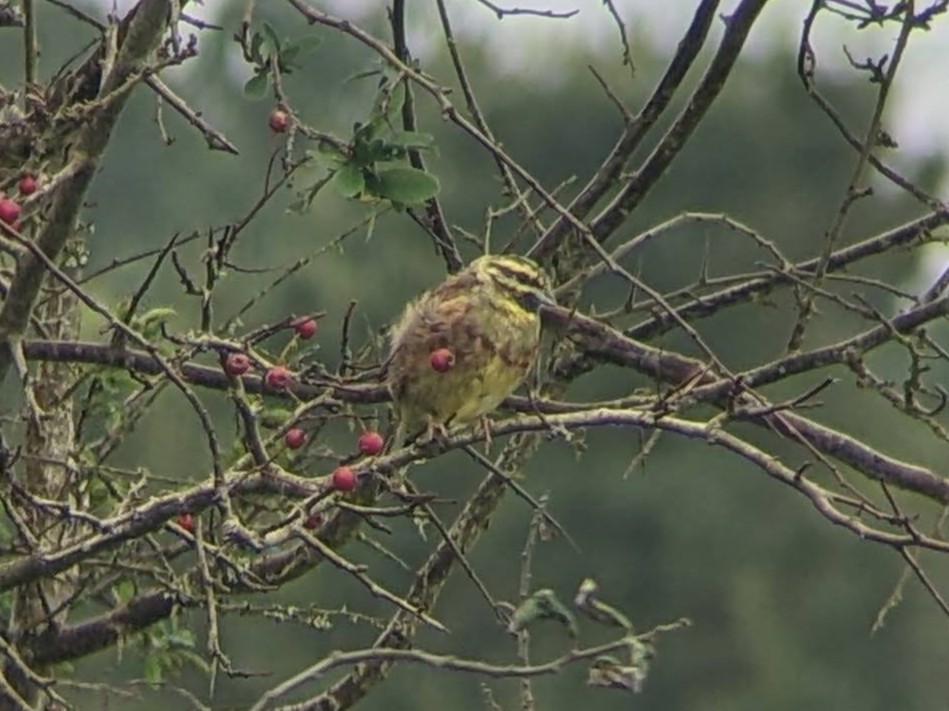 Cirl Bunting - ML646354582