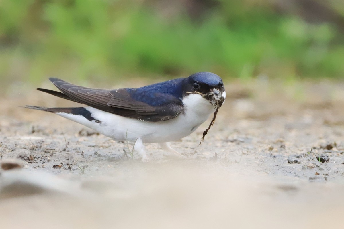 Western House-Martin - ML646354585