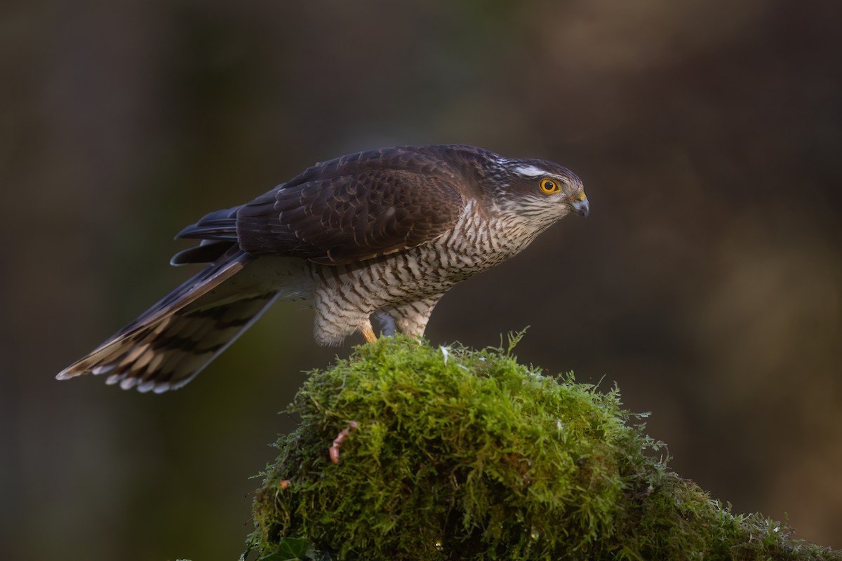 krahujec obecný - ML646354586