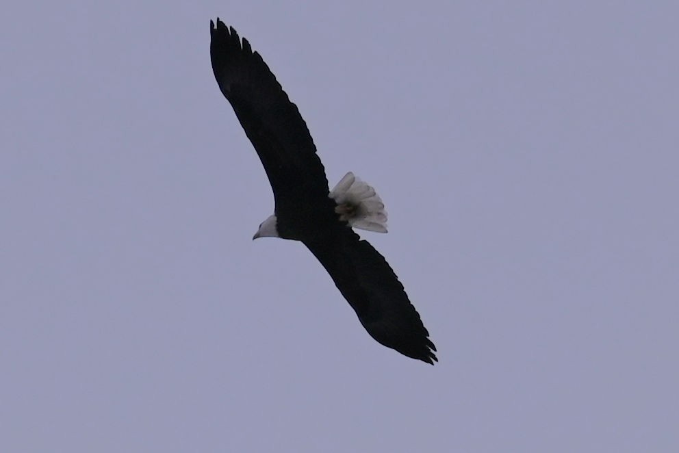 Bald Eagle - ML646354590
