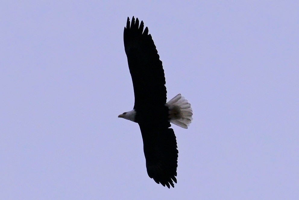 Bald Eagle - ML646354591