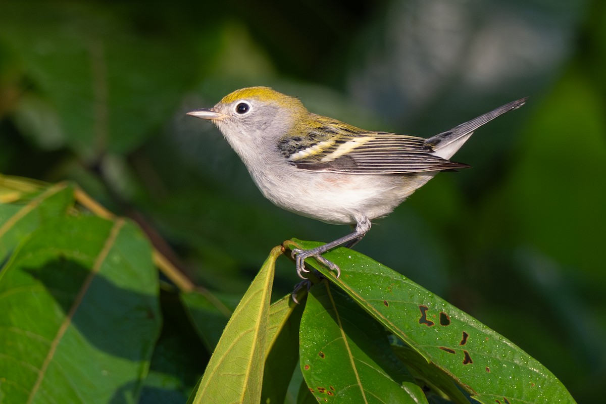 Chestnut-sided Warbler - ML646354593