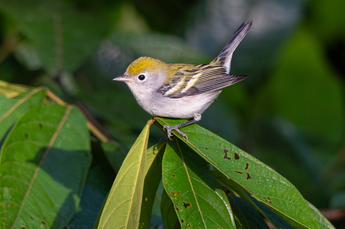 Chestnut-sided Warbler - ML646354594