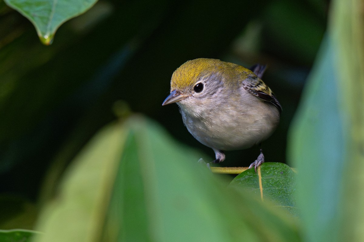Chestnut-sided Warbler - ML646354595