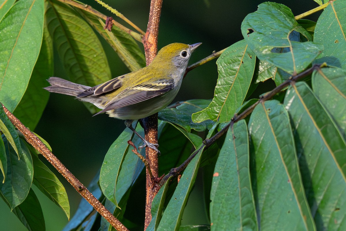 Chestnut-sided Warbler - ML646354596