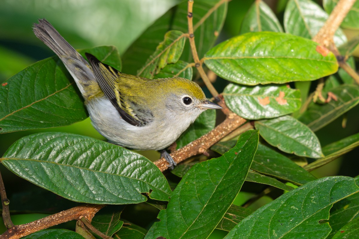 Chestnut-sided Warbler - ML646354597