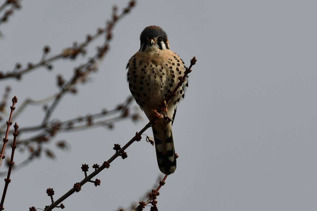 Боривітер американський - ML646354598