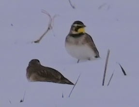 Horned Lark - ML646354603