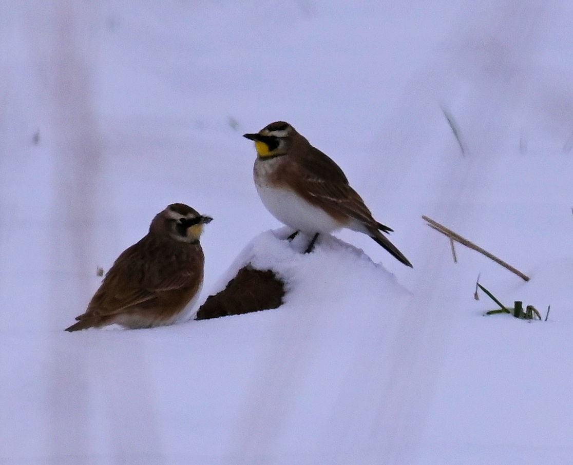 Horned Lark - ML646354604